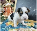 Small #23 Morkie