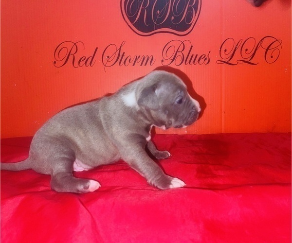 Medium Photo #1 American Pit Bull Terrier Puppy For Sale in TRENTON, NJ, USA