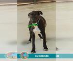 Small #1 Labrador Retriever Mix