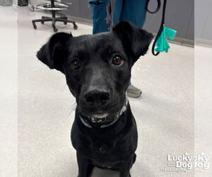 Borador Dogs for adoption in Washington, DC, USA