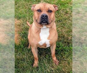 American Pit Bull Terrier Dogs for adoption in Akron, OH, USA