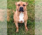 Small American Pit Bull Terrier