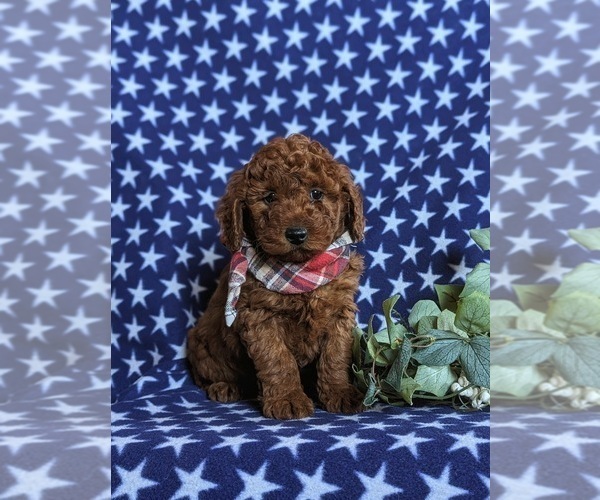 Medium Photo #1 Miniature Labradoodle Puppy For Sale in OXFORD, PA, USA