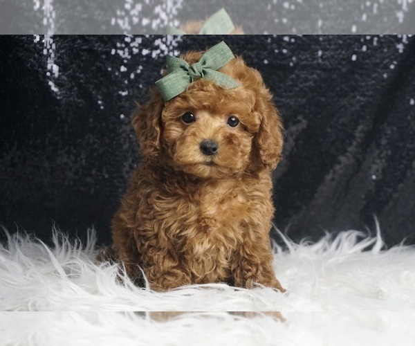 Medium Photo #1 Poodle (Miniature) Puppy For Sale in WARSAW, IN, USA