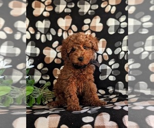 Goldendoodle (Miniature) Puppy for sale in QUARRYVILLE, PA, USA