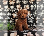 Small Goldendoodle (Miniature)