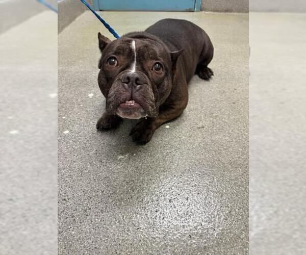 Medium Photo #1 Bulldog-Unknown Mix Puppy For Sale in Las Vegas, NV, USA