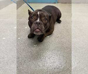Bulldog-Unknown Mix Dogs for adoption in Las Vegas, NV, USA