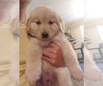 Small Photo #7 Golden Retriever Puppy For Sale in QUINLAN, TX, USA