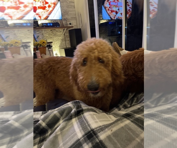 Medium Photo #1 Goldendoodle Puppy For Sale in CLERMONT, FL, USA