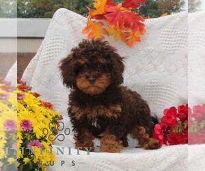 Cavapoo Puppy for sale in RISING SUN, MD, USA