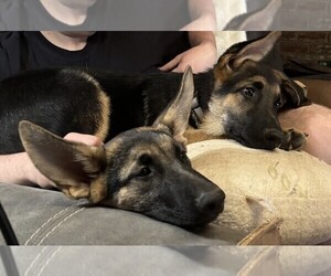 German Shepherd Dog Puppy for sale in SACRAMENTO, CA, USA