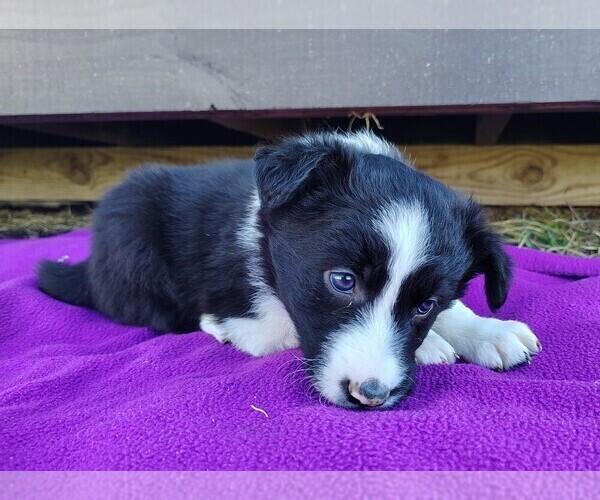 Medium Photo #6 Border Collie Puppy For Sale in NORBORNE, MO, USA