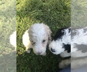 Poodle (Standard) Puppy for sale in CLAREMONT, NC, USA