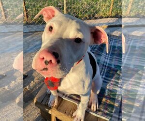 American Bulldog-Unknown Mix Dogs for adoption in Oakhurst, NJ, USA