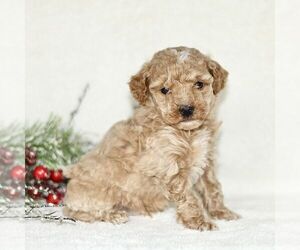 Poodle (Toy) Puppy for sale in PARADISE, PA, USA
