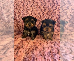Yorkshire Terrier Puppy for sale in CEDAR CITY, UT, USA