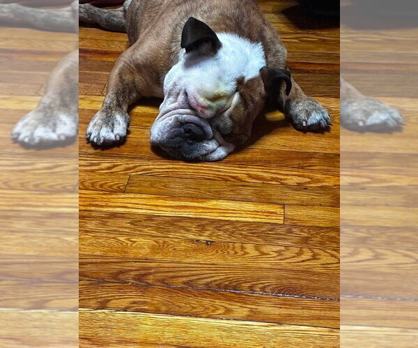 Medium Photo #2 Bulldog Puppy For Sale in Brewster, NY, USA
