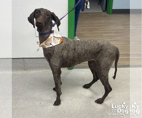 Medium Photo #2 Poodle (Standard)-Unknown Mix Puppy For Sale in Washington, DC, USA