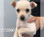 Small Chihuahua Mix