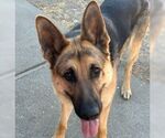 Small #7 German Shepherd Dog