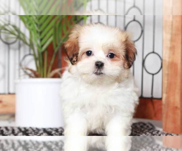 Medium Photo #5 Zuchon Puppy For Sale in NAPLES, FL, USA