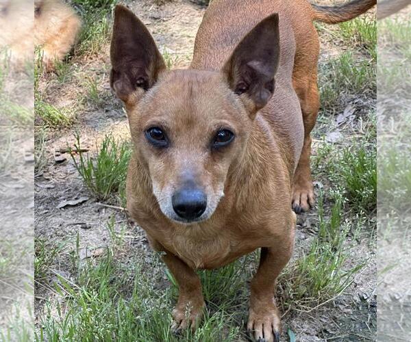 Medium Photo #1 Dachshund-Unknown Mix Puppy For Sale in Yardley, PA, USA