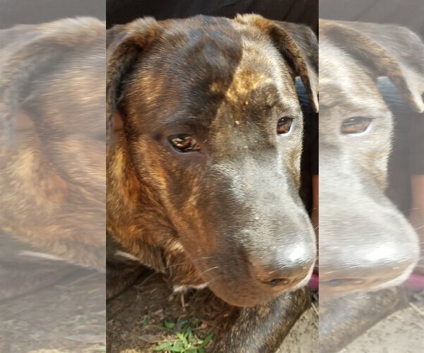 Medium Photo #9 Rottweiler-Unknown Mix Puppy For Sale in Spring, TX, USA