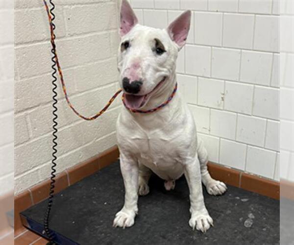 Medium Photo #1 Bull Terrier Puppy For Sale in Camarillo, CA, USA
