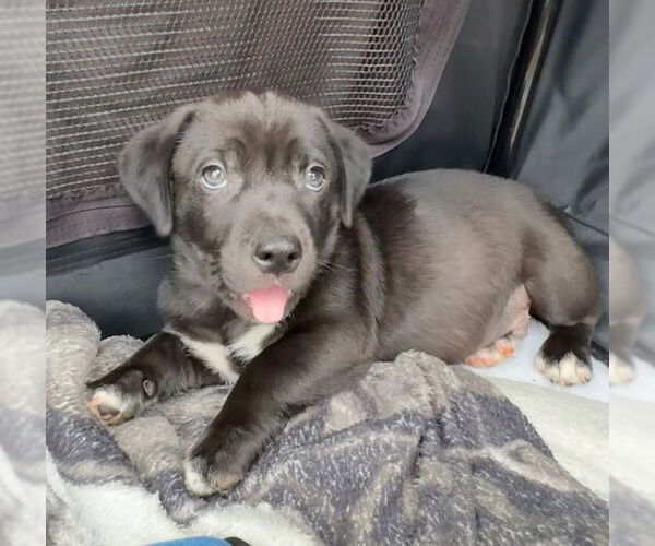 Medium Photo #2 Labrador Retriever-Unknown Mix Puppy For Sale in Tarrytown, GA, USA