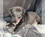 Small #1 Labrador Retriever Mix