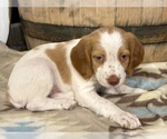 Small #3 Brittany
