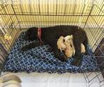 Small Photo #4 Goldendoodle Puppy For Sale in PEYTON, CO, USA