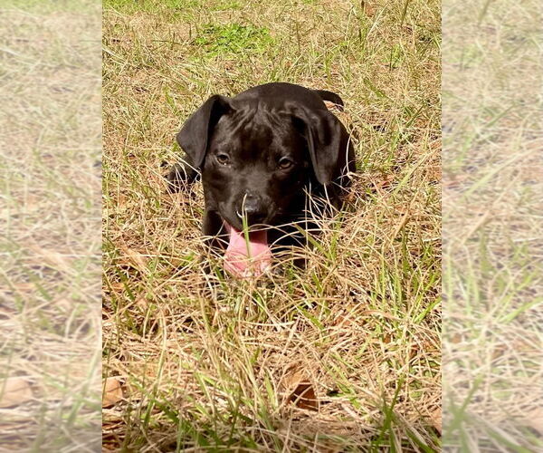 Medium Photo #3 American Pit Bull Terrier-Unknown Mix Puppy For Sale in Slidell, LA, USA