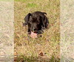 Small #2 American Pit Bull Terrier Mix
