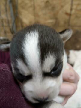 Medium Photo #9 Siberian Husky Puppy For Sale in ELLENDALE, MN, USA