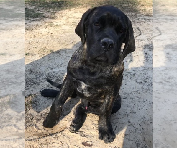 Medium Photo #1 Mastiff Puppy For Sale in BRANTLEY, AL, USA