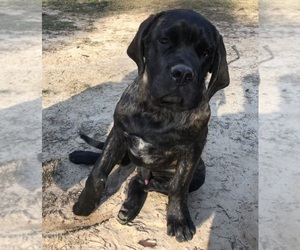 Mastiff Puppy for sale in BRANTLEY, AL, USA