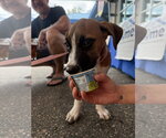 Small #3 Mutt