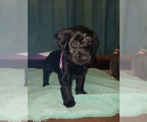 Mini Whoodle (Wheaten Terrier/Miniature Poodle) Puppy for sale in CLEVELAND, WI, USA