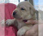 Small Photo #11 Labrador Retriever Puppy For Sale in GOODYEAR, AZ, USA