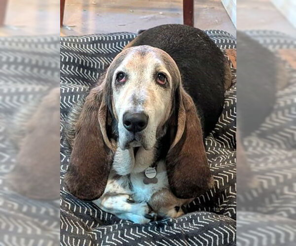 Medium Photo #1 Basset Hound Puppy For Sale in Deepwater, NJ, USA