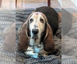 Basset Hound Dogs for adoption in Deepwater, NJ, USA