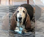 Small Basset Hound