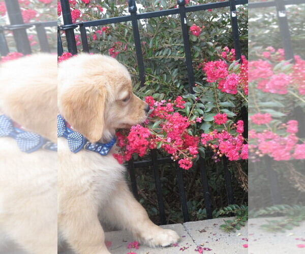 Medium Photo #6 Golden Retriever Puppy For Sale in MECHANICSVILLE, MD, USA