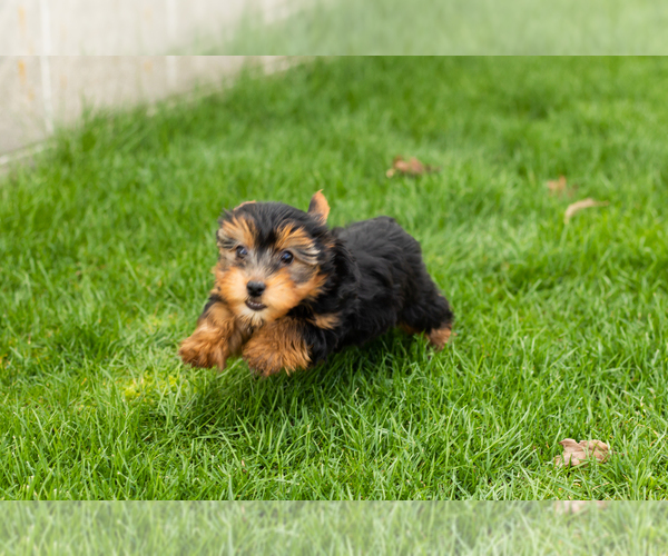 Medium Photo #2 Yorkshire Terrier Puppy For Sale in NAPPANEE, IN, USA