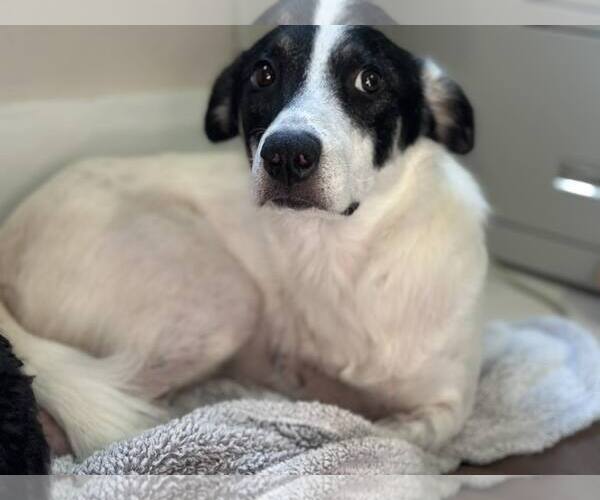 Medium Photo #3 Great Pyrenees-Unknown Mix Puppy For Sale in Chattanooga, TN, USA