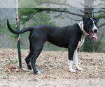 Small #5 Great Dane-Pointer Mix