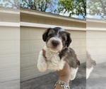 Small Photo #3 Schnauzer (Miniature) Puppy For Sale in HOUSTON, TX, USA