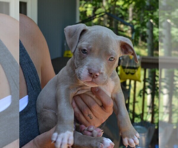 Medium Photo #7 American Bully Puppy For Sale in LENOIR CITY, TN, USA